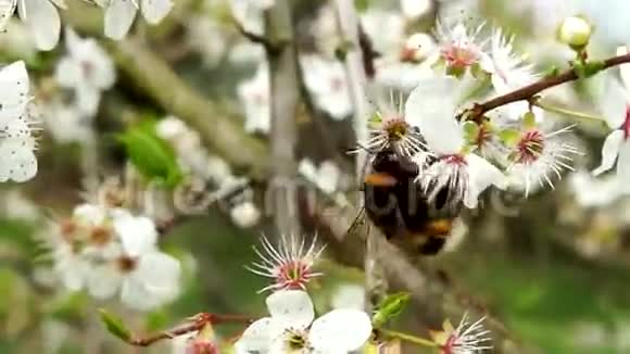 白色叶子上的大黄蜂视频的预览图