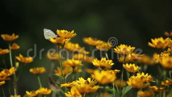 黄花上蝴蝶视频的预览图