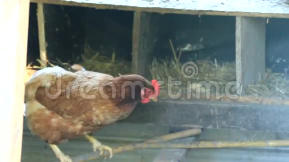 鸡在笼子里视频的预览图