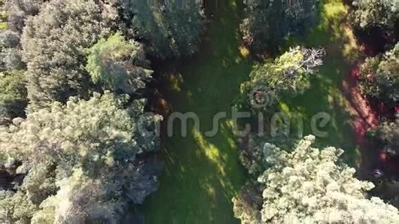 空中射击飞过巨大的红杉森林后面有华丽的绿色森林上升与无人机在欧洲拍摄视频的预览图