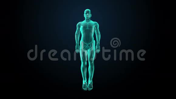扫描男性体内的血管X光透视视频的预览图