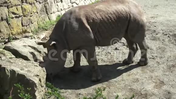双角犀牛视频的预览图