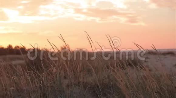 五彩缤纷的夕阳在田野里风在夕阳下搅动着草地视频的预览图