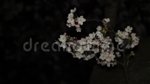 在东京的Inokashira公园雪瑞在夜间开花视频的预览图