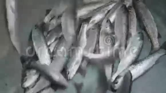 鲜鳟鱼视频的预览图