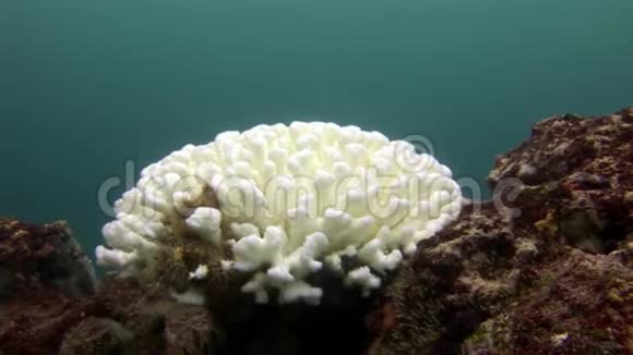 加拉帕戈斯海底的白色珊瑚视频的预览图