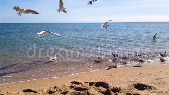 海鸥在沙滩上慢悠悠地为食物而战海鸥在大海上嬉戏视频的预览图