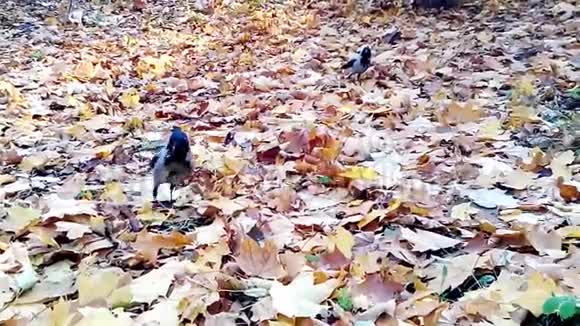 黄叶上的灰色乌鸦视频的预览图
