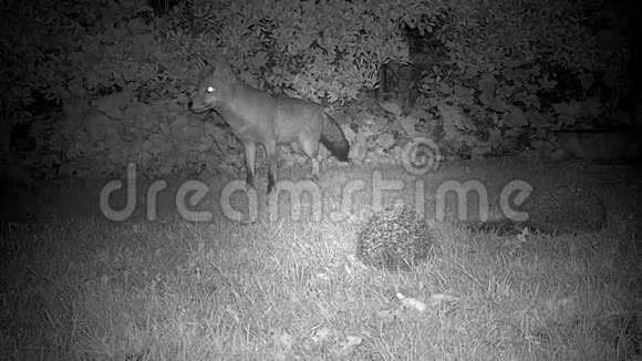 狐狸和刺猬在花园里视频的预览图