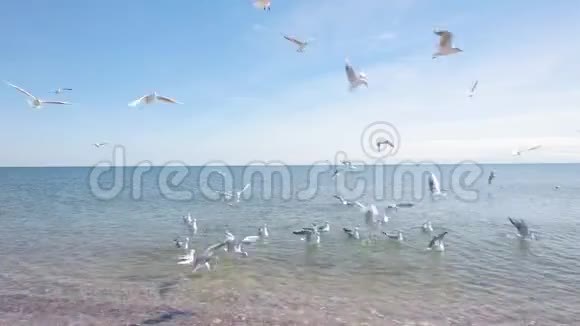 海鸥在海岸上觅食海鸥在海岸上觅食海景视频的预览图