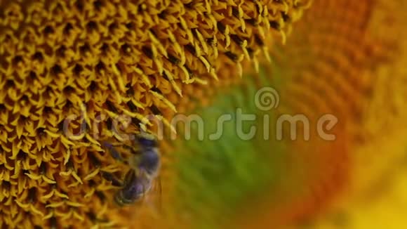 蜜蜂在向日葵地上的向日葵上采集花粉阳光明媚的向日葵园视频的预览图