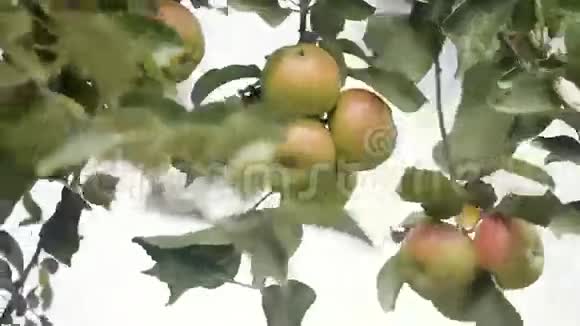 风吹着苹果树视频的预览图