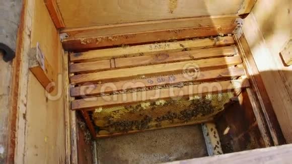 蜜蜂在蜂巢中的蜜蜂框架上视频的预览图