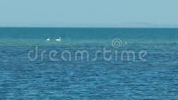 两只天鹅在海里游泳视频的预览图