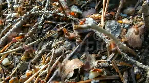 蚂蚁在蚂蚁山上跑来跑去视频的预览图