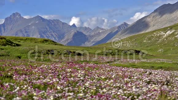 开花的草地在阿尔卑斯山视频的预览图