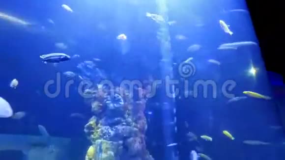 埃及胡尔加达的水族馆很多五颜六色的鱼代表红海漂浮在一个大水族馆里视频的预览图