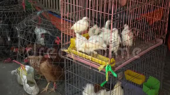 在越南市场鸡被关在笼子里鸡在新鲜产品的商店等待买家新店视频的预览图