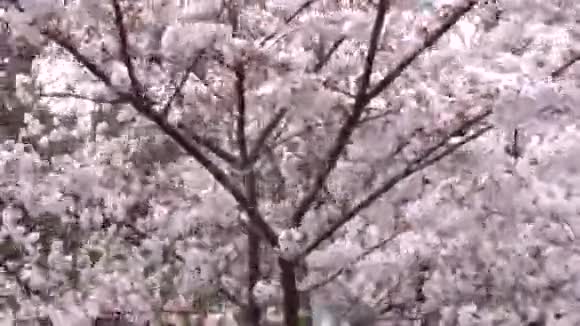 樱花樱花灿烂的花朵正在抵御大风视频的预览图