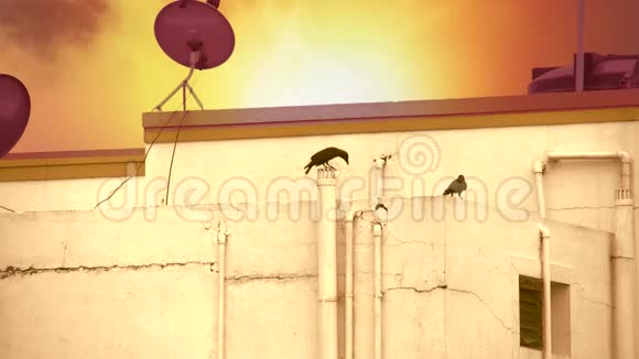 乌鸦坐在屋顶上日落背景视频的预览图