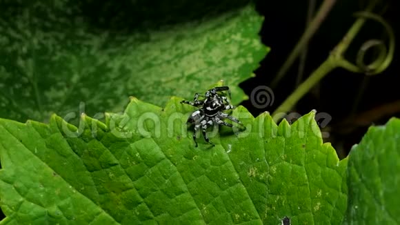 热带雨林中叶子上的蜘蛛海柳视频的预览图