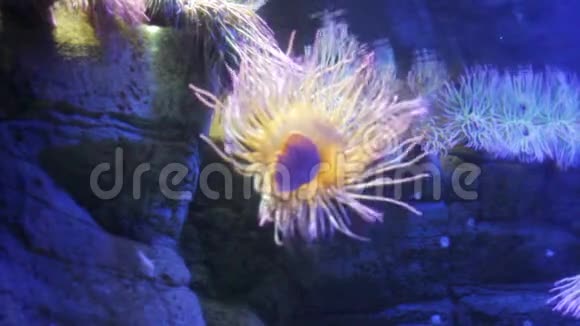 从水族箱侧面生长的海葵视频的预览图