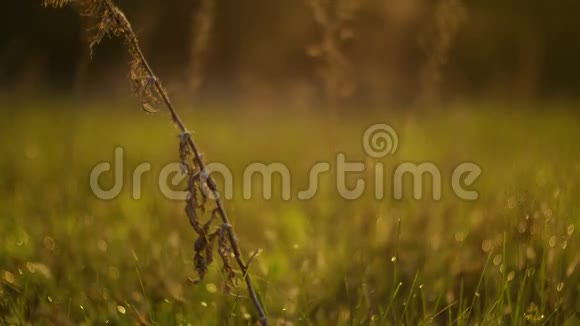鸟儿在早晨歌唱在夏天的草地上看露水视频的预览图