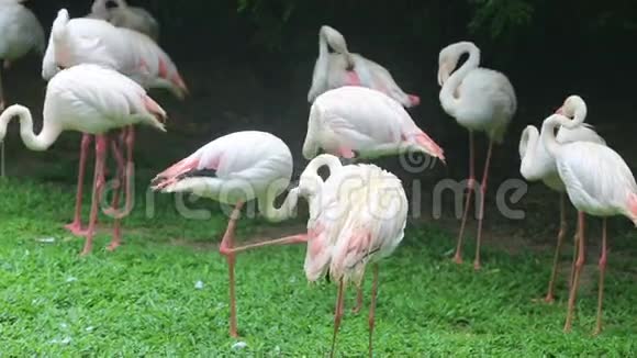 粉红火烈鸟的羽毛视频的预览图