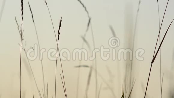 草叶在风中颤动风干的草天空白色背景上的草早晨视频的预览图