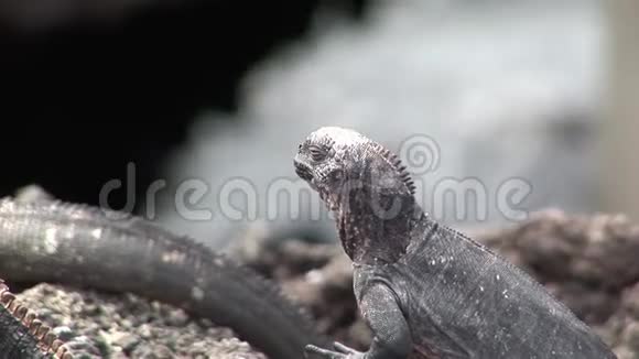 加拉帕戈斯群岛岩石海岸的瓜纳视频的预览图