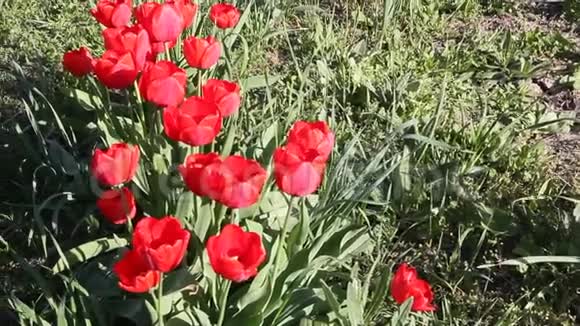 红色郁金香在春天的阳光下开花视频的预览图