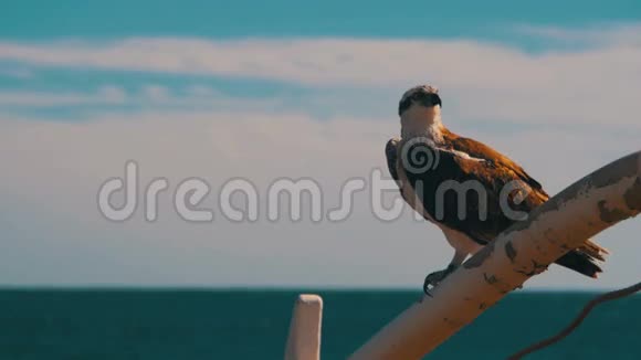 海鸟鱼鹰坐在船头的桅杆上背景是红海视频的预览图