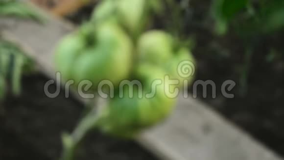 温室里有蔬菜西红柿和黄瓜视频的预览图