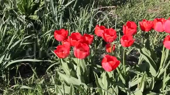 红色郁金香在春天的阳光下开花视频的预览图