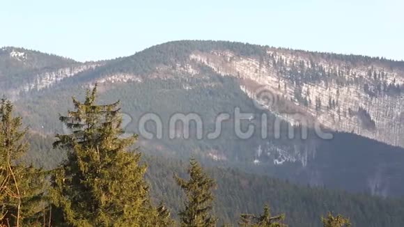 森林山丘陵冬林中的一种山毛榉一种云杉一种山毛榉和一种云杉视频的预览图