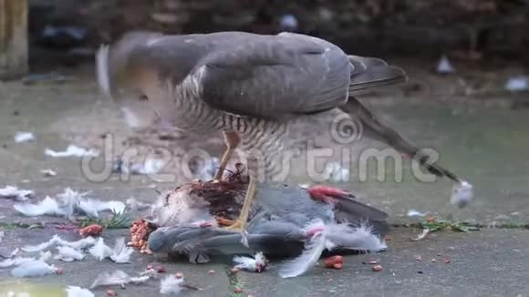 雌雀鹰与野鸽杀死在城市住宅花园视频的预览图