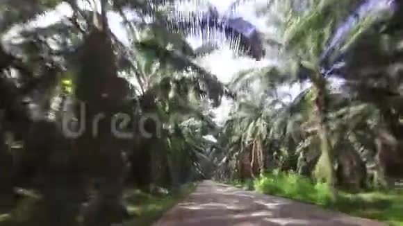 汽车在日期棕榈的铺砌道路上行驶视频的预览图