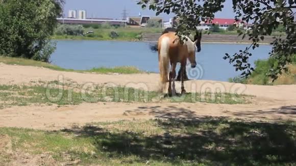 两匹马去河边视频的预览图