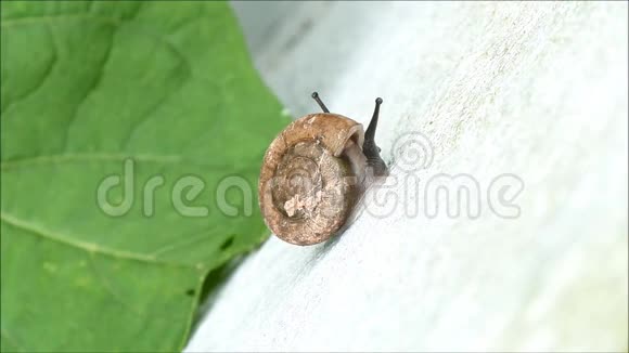 小蜗牛慢慢地移动在绿色的白墙上寻找东西视频的预览图