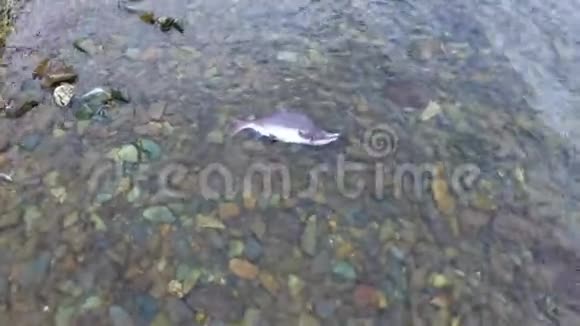 在俄罗斯堪察卡自然保护区的千里湖产卵鲑鱼视频的预览图
