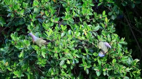两只美丽的野生粗填绿色鸽子享受大树上的水果视频的预览图