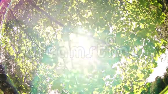 阳光穿过树叶照耀着一个睡在地上的小男孩视频的预览图