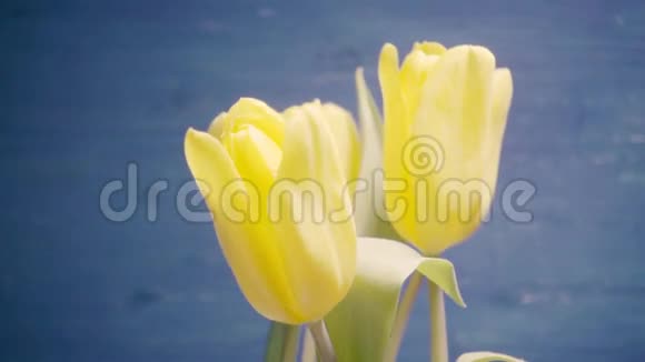 一束蓝色背景的五朵黄色郁金香视频的预览图