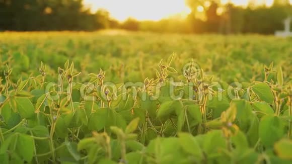 大豆在日落时盛开农业大豆种植背景视频的预览图