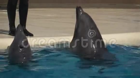 两只海豚在训练者的脚上视频的预览图