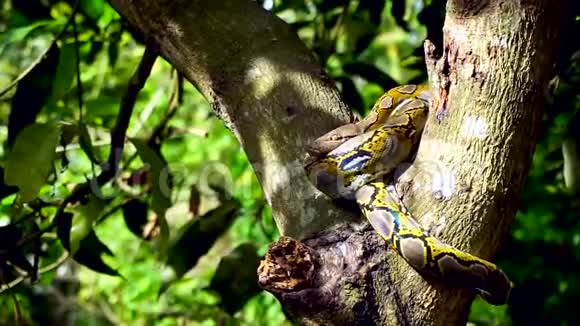 美丽的近距离面对菲顿蛇休息在树上放大运动视频的预览图