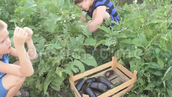 女人和男孩在花园里采摘收获的茄子变成木箱母亲的儿子在有机生物上采摘新鲜蔬菜视频的预览图