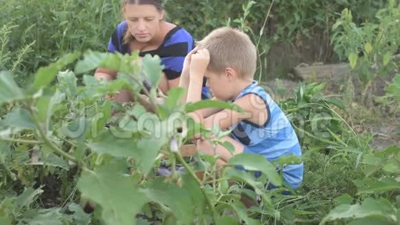 女人和男孩在花园里采摘收获的茄子变成木箱母亲的儿子在有机生物上采摘新鲜蔬菜视频的预览图