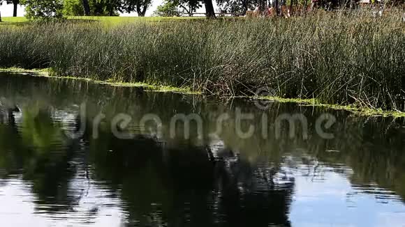 小鸟飞过池塘的水降落在绿色的芦苇上视频的预览图