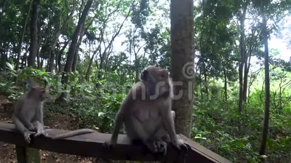 乌布猴子森林许多猴子印度尼西亚视频的预览图